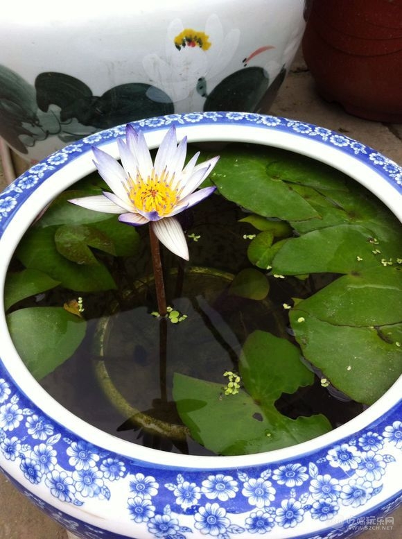 雨游成都金林湾花市,赏花赏景,趣味无限,购花游