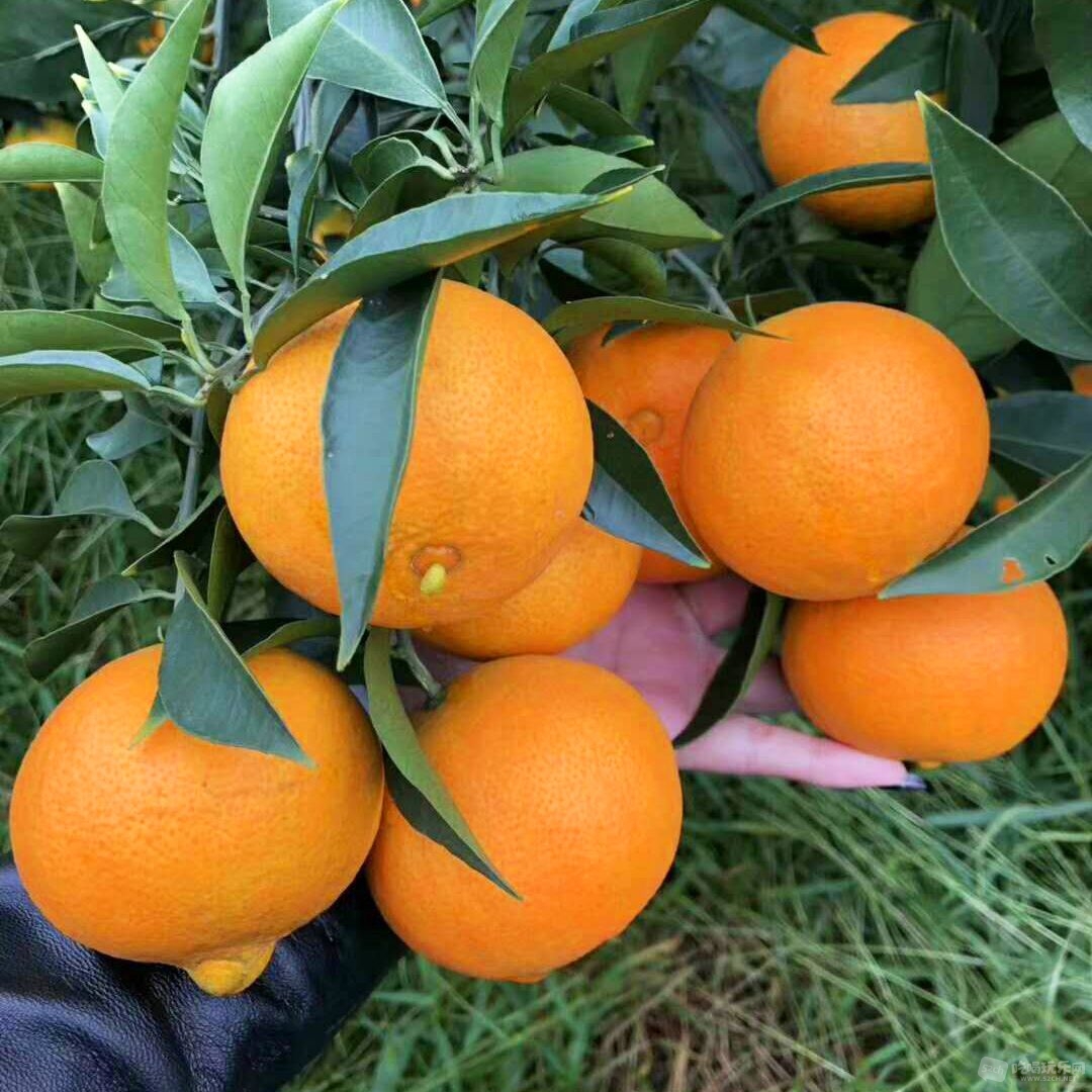 网红果冻橙,爱媛38号果冻橙