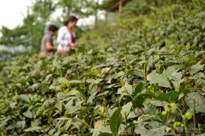 忍不住手痒，采起