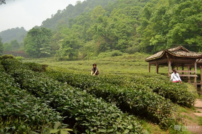 一大片茶林清山环抱中