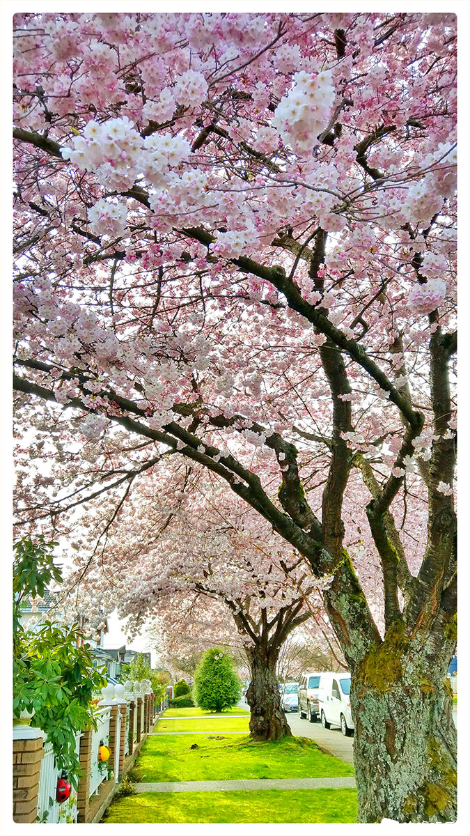 2021年4月6日 本拿比的樱花10.jpg