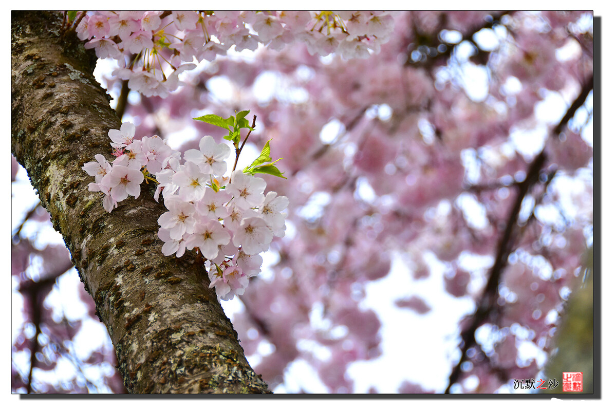 2021年4月7日 本拿比看樱花7.jpg