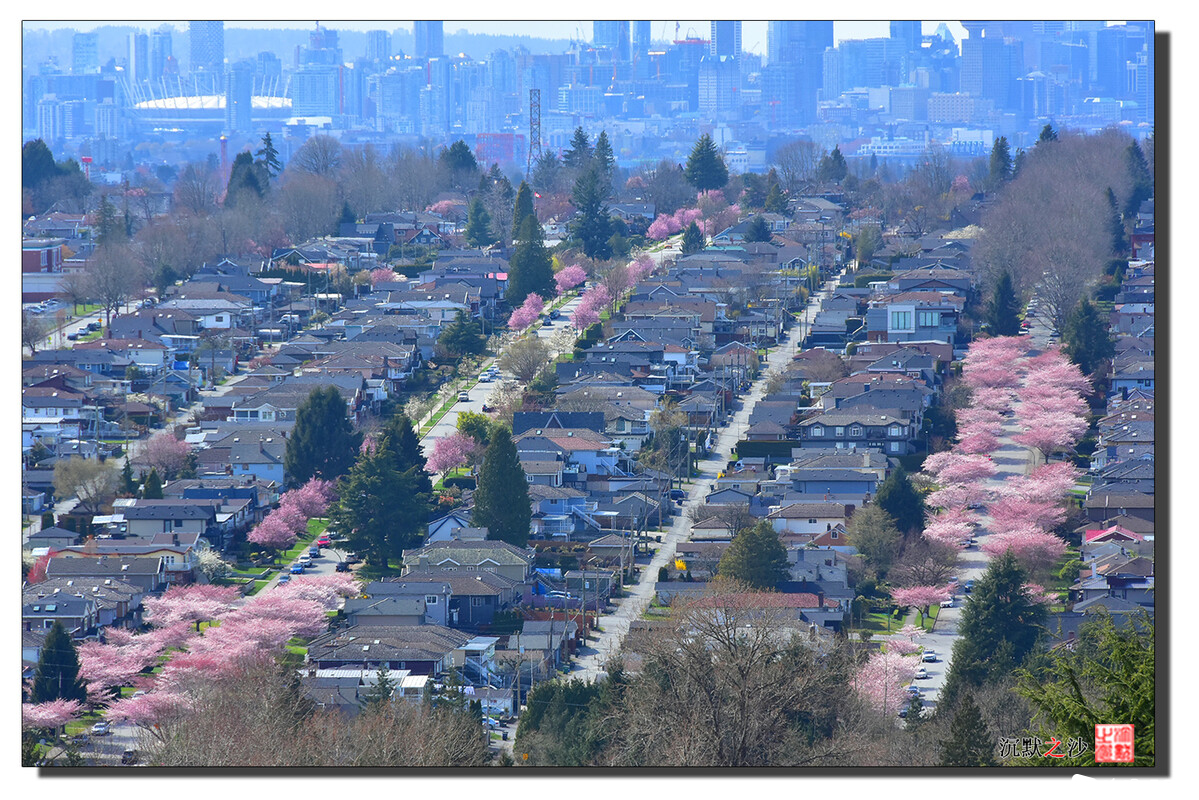 2021年4月7日 本拿比山看樱花12.jpg