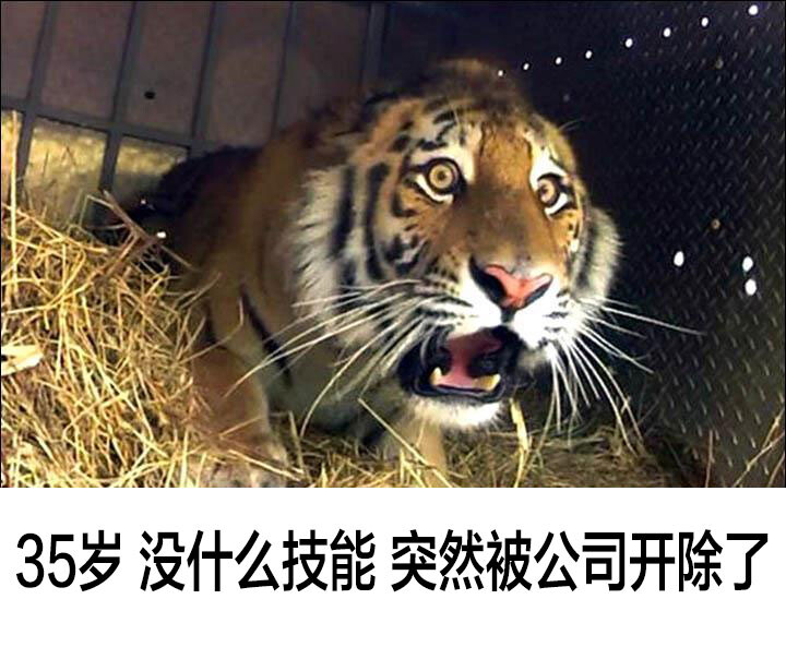 taiger.jpg